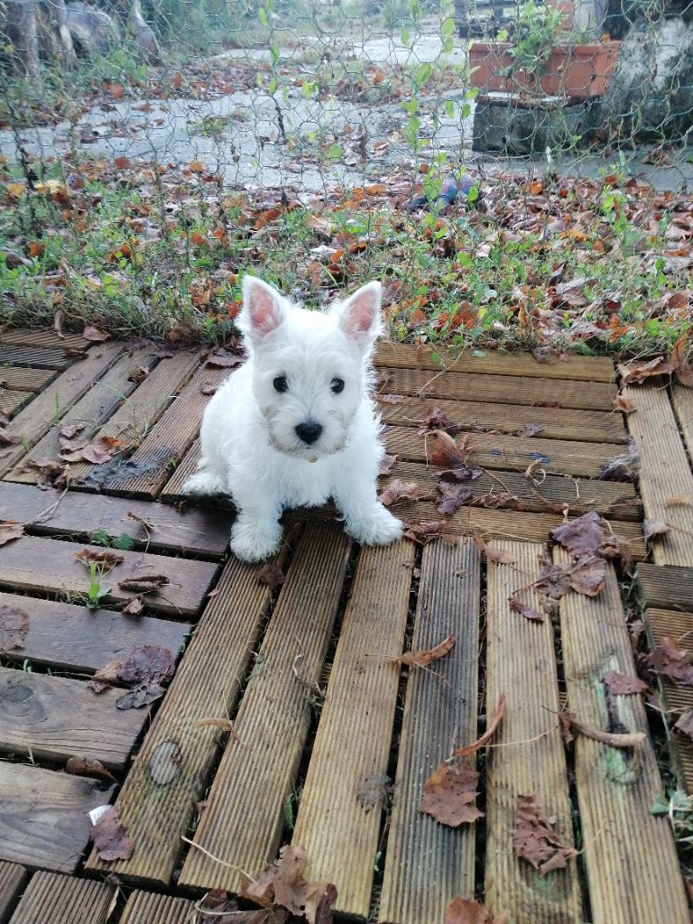 des lauriers d'aliénor - Chiot disponible  - West Highland White Terrier