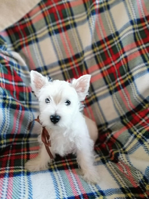 des lauriers d'aliénor - West Highland White Terrier - Portée née le 22/07/2022