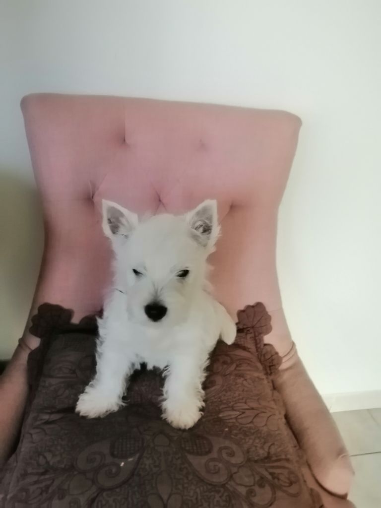 des lauriers d'aliénor - Chiot disponible  - West Highland White Terrier