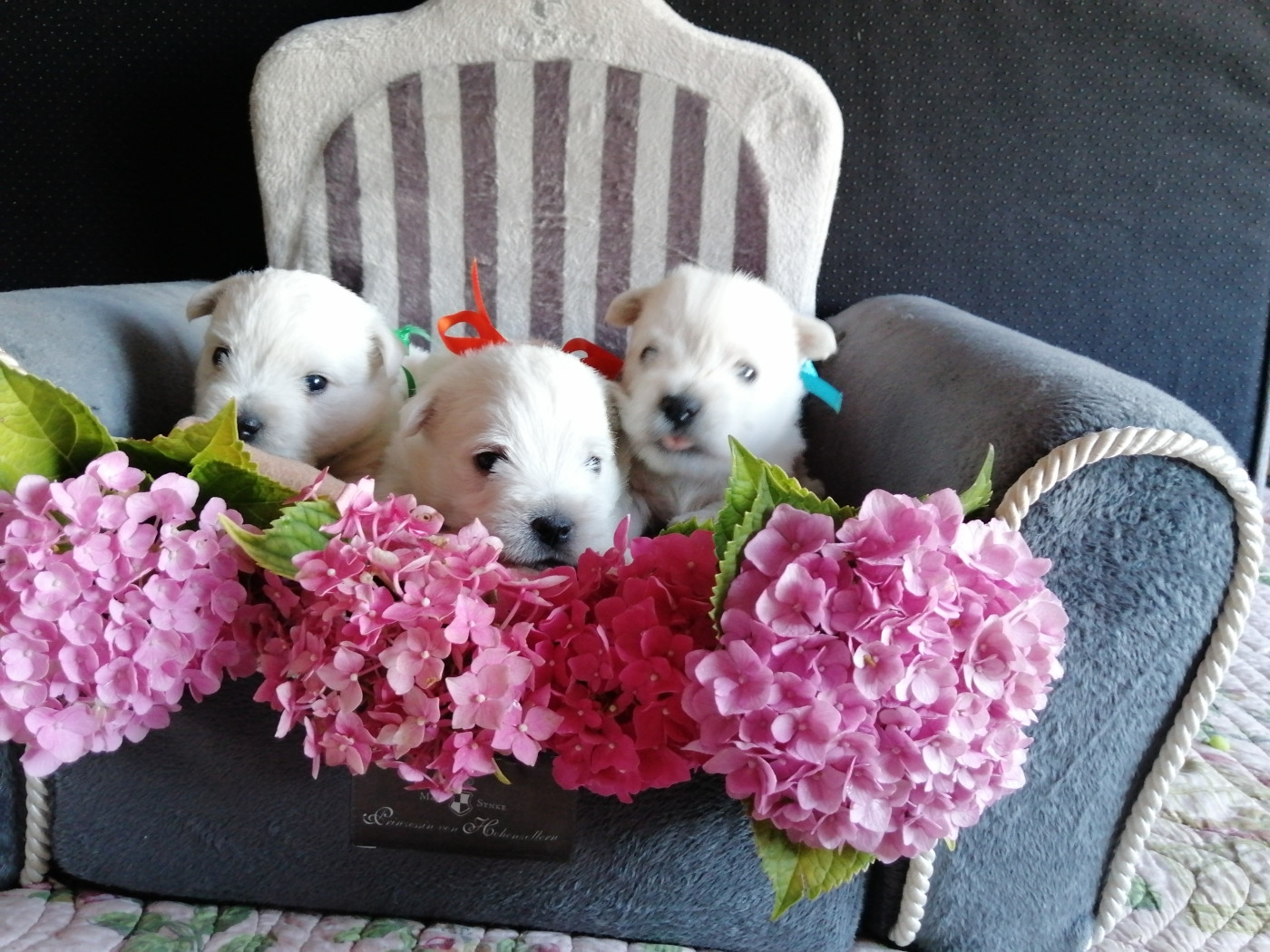 Chiot West Highland White Terrier des lauriers d'aliénor