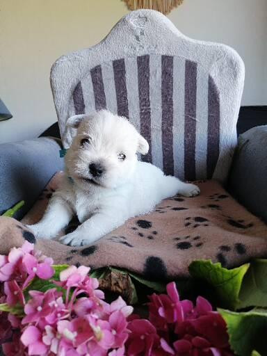 des lauriers d'aliénor - Chiots disponibles - West Highland White Terrier