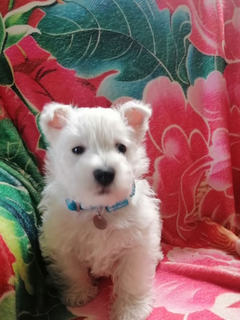 des lauriers d'aliénor - Chiots disponibles - West Highland White Terrier