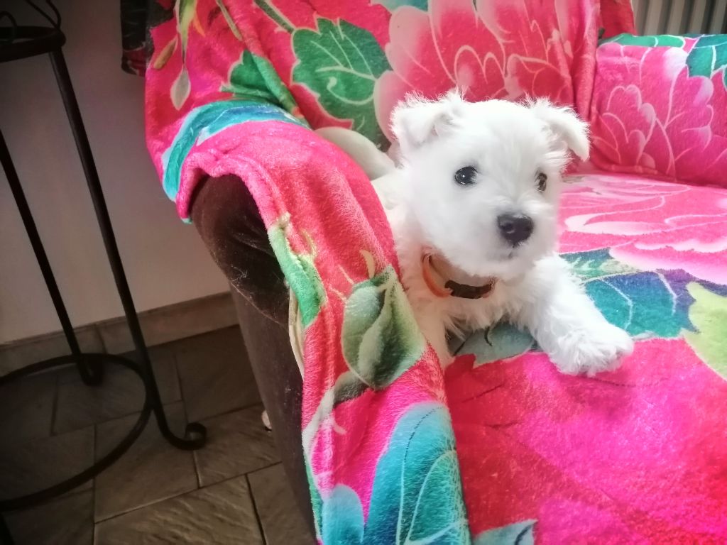 des lauriers d'aliénor - Chiots disponibles - West Highland White Terrier