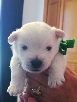 CHIOT