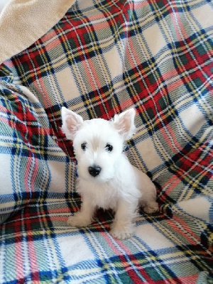 CHIOT 1tweed