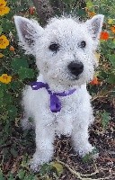 CHIOT