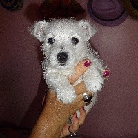 CHIOT