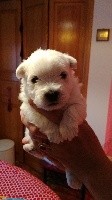CHIOT