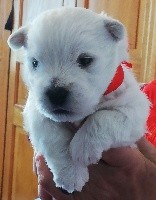 CHIOT