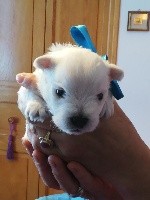 CHIOT