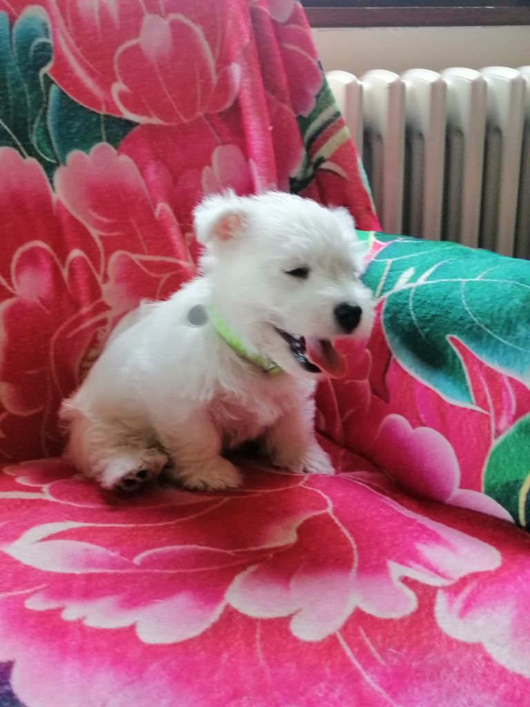 des lauriers d'aliénor - Chiots disponibles - West Highland White Terrier